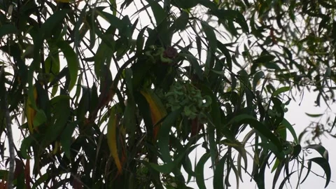 Eucalyptus tree branches Vídeo Stock 329386519