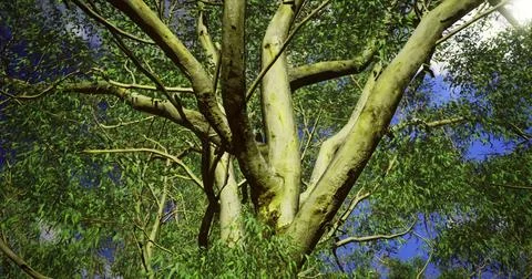Eucalyptus tree branches stretch upward under a bright evening sky Stock Illustration