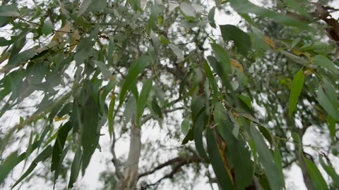 Eucalyptus Tree Brunch Leaf in Hans Heysen Cedars garden, South Australia Stock Footage 236332067