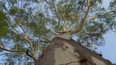 Eucalyptus Tree Canopy Viewed from Below | Stock Video | Pond5