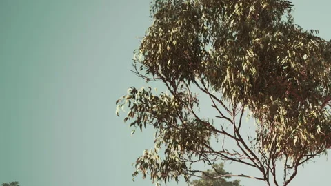 Eucalyptus tree with clear sky as backdrop in the afternoon light Stock Footage 345063742