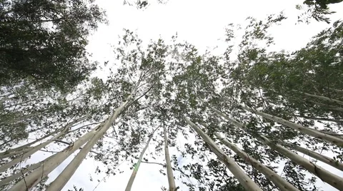 Eucalyptus tree, Dolly shot Stock Footage 40321600
