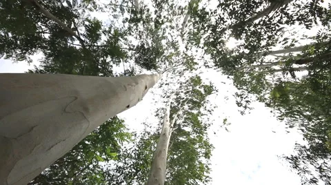 Eucalyptus tree, Dolly shot. Stock Footage 40321609