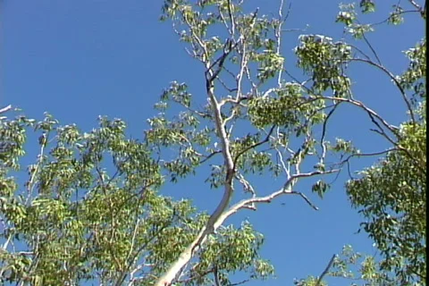 Eucalyptus Tree Video stock 817491