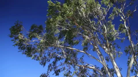 Eucalyptus tree Stock Footage 11147906