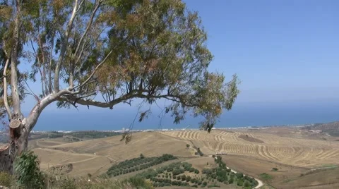 Eucalyptus tree Stock Footage 46090777