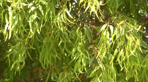Eucalyptus tree Stock Footage 51502901