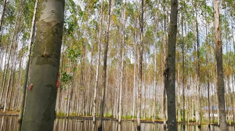 Eucalyptus tree Stock Footage 58740528