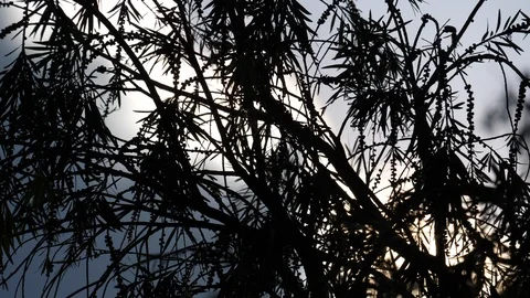 Eucalyptus tree Stock Footage 125486274