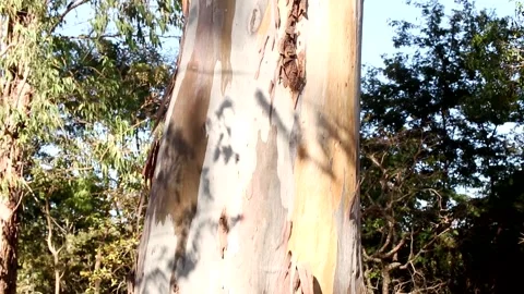 Eucalyptus Tree Video stock 136387083