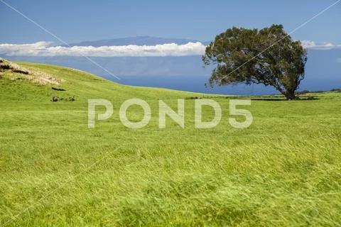 Eucalyptus tree on Kohala Mountain with Maui in the distance Stock Photos