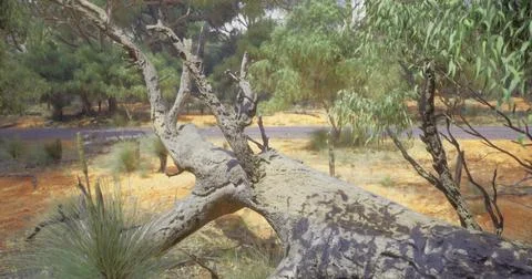Eucalyptus tree leaning over the roadside near a desert landscape Stock Illustration