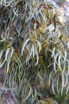 Eucalyptus tree leaves background. Eucalyptus tree crown with branches with Foto stock