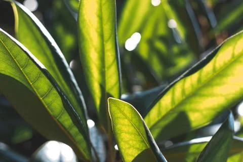 Eucalyptus tree leaves close-up through which sunlight shines through Stock Photos