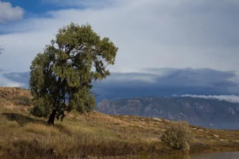 Eucalyptus Tree in Lechaio-2 Stock Photos
