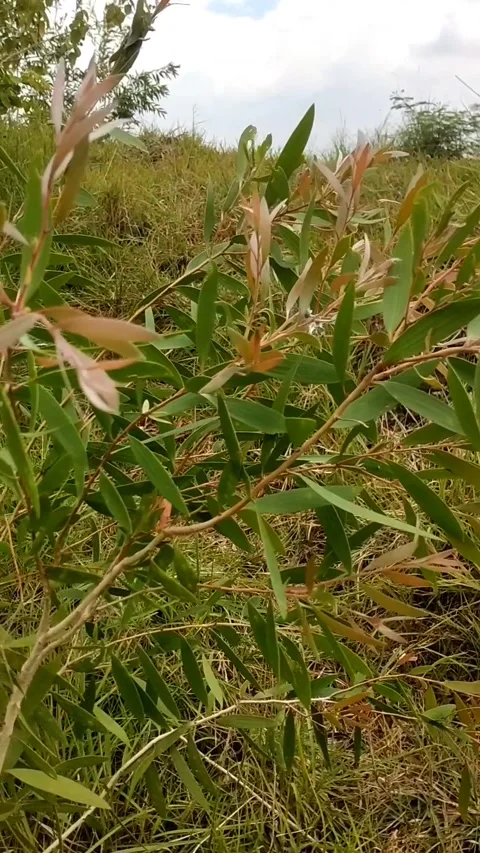 Eucalyptus tree (Melaleuca leucadendra) Stock Footage 326861093