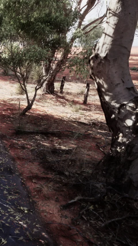 Eucalyptus tree in an outback landscape during the daytime Stock Footage 339393934