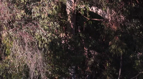 Eucalyptus Tree Pan Up  Stock Footage 1014650