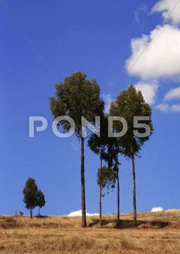 Eucalyptus-tree in peru Stock Photos