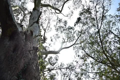 Eucalyptus Tree Stock Photos