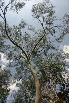Eucalyptus tree Stock Photos