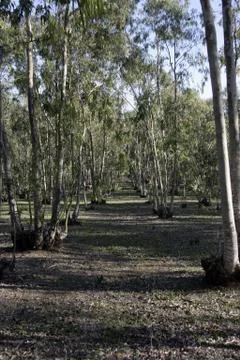 Eucalyptus tree, Stock Photos