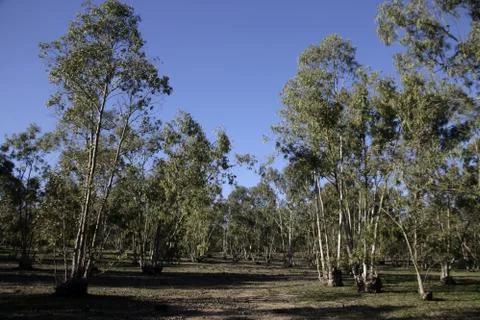 Eucalyptus tree, Stock Photos