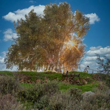 Eucalyptus Tree . Foto stock