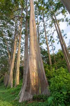 EUCALYPTUS TREE Stock Photos