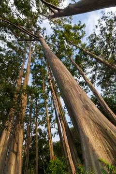 EUCALYPTUS TREE Stock Photos