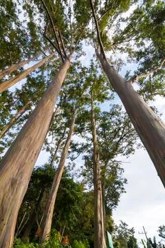 EUCALYPTUS TREE Stock Photos