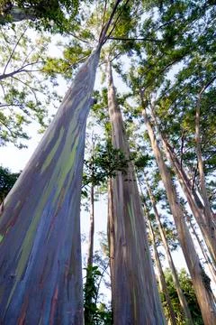 EUCALYPTUS TREE Stock Photos