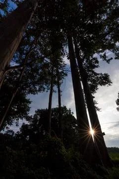 EUCALYPTUS TREE Stock Photos