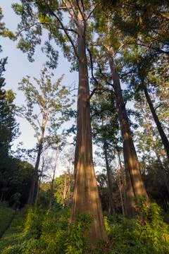 EUCALYPTUS TREE Stock Photos