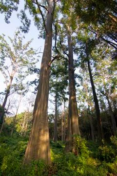 EUCALYPTUS TREE Stock Photos