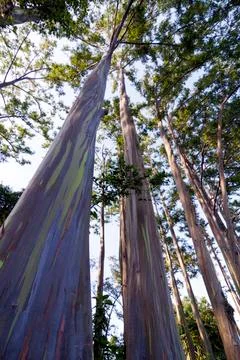 EUCALYPTUS TREE Stock Photos