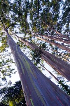 EUCALYPTUS TREE Stock Photos