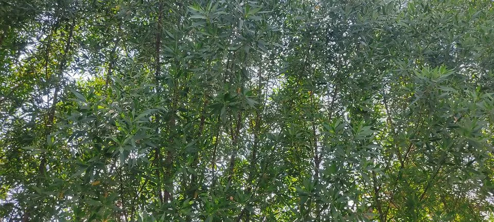 Eucalyptus tree Stock Photos