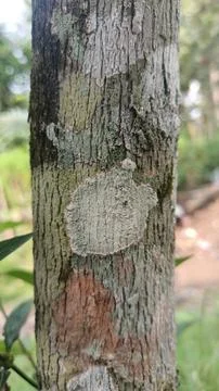 Eucalyptus tree Stock Photos