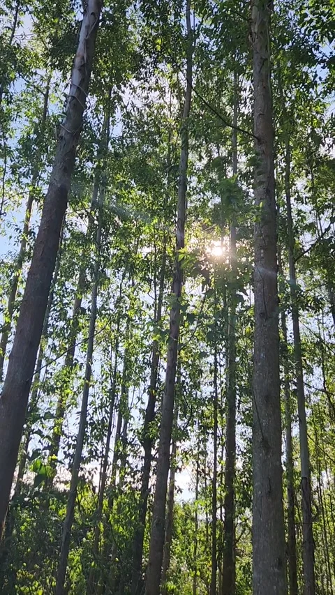 Eucalyptus tree plantation Stock Footage 246505880
