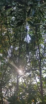 Eucalyptus tree The rays of the sun Stock Photos