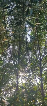 Eucalyptus tree The rays of the sun Stock Photos