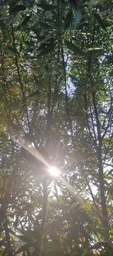 Eucalyptus tree The rays of the sun Stock Photos