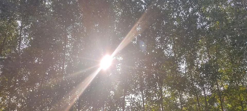 Eucalyptus tree The rays of the sun Stock Photos