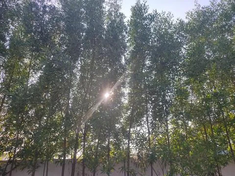 Eucalyptus tree The rays of the sun Stock Photos