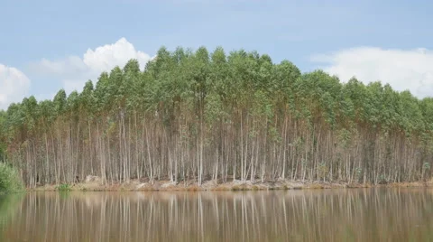 Eucalyptus tree to reflection with water 스톡 동영상 66780004