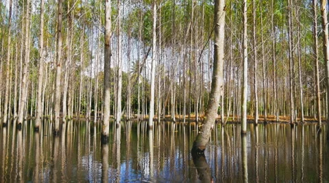 Eucalyptus tree to reflection with water Stock Footage 66793930