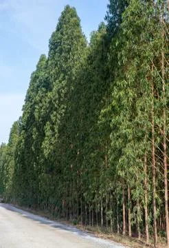 Eucalyptus tree row Stock Photos