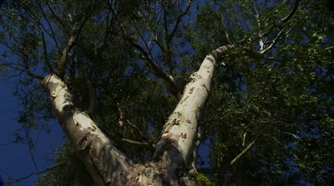 Eucalyptus Tree in Santa Barbara, CA, tight pan Stock Footage 35196429