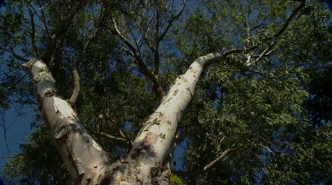 Eucalyptus Tree in Santa Barbara, CA, stationary shot Stock Footage 35196729